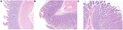 The effects of differential feeding on ileum development, digestive ability and health status of newborn calves